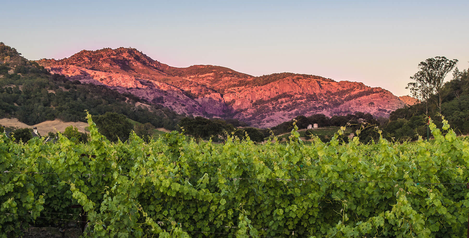 Twin Peaks Vineyard