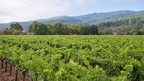 Calistoga Vineyard