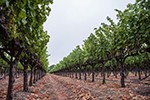 Calistoga Estate Vineyard
